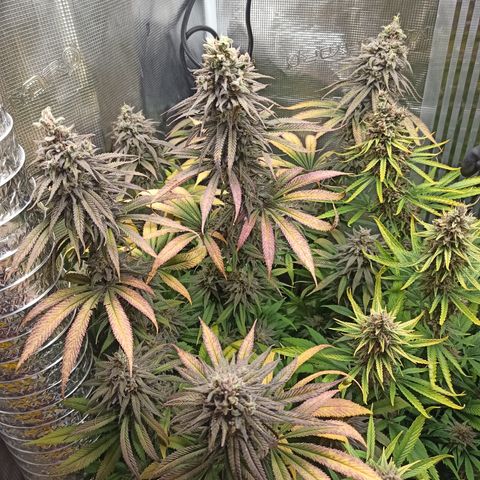 Royal Gorilla  growlog photo: Inizio 9ª settimana di fioritura 