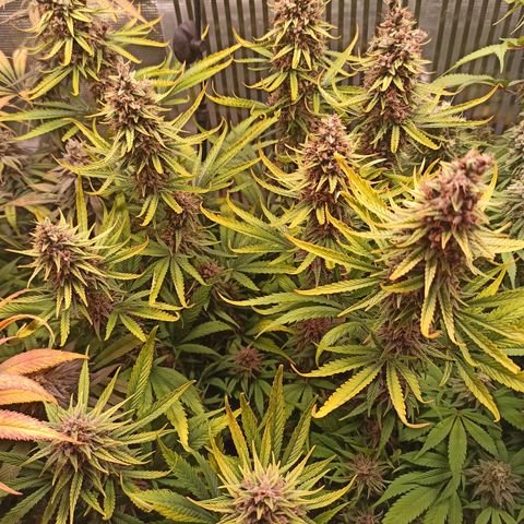Royal Gorilla  growlog photo: Inizio 9ª settimana di fioritura 