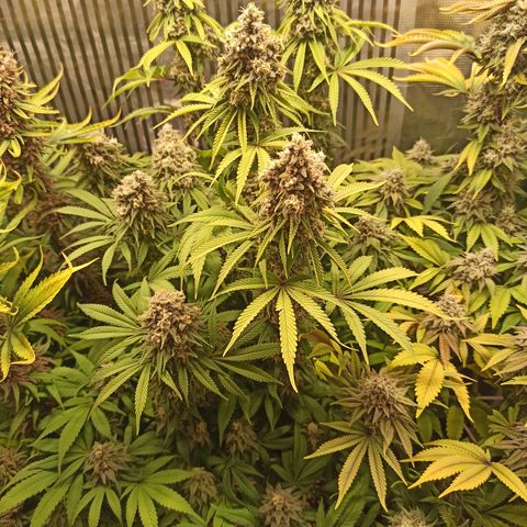 Royal Gorilla  growlog photo: Inizio 9ª settimana di fioritura 