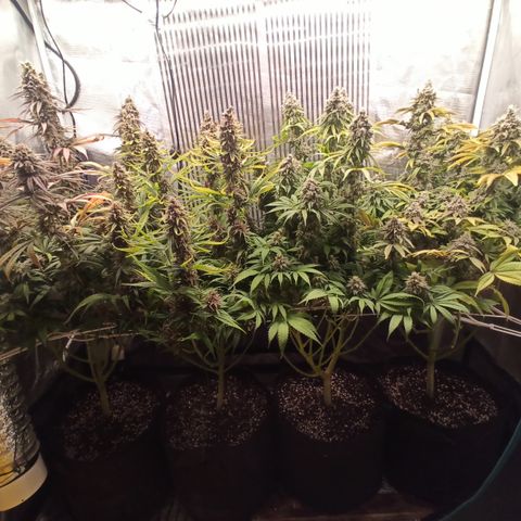 Royal Gorilla  growlog photo: Inizio 9ª settimana di fioritura 