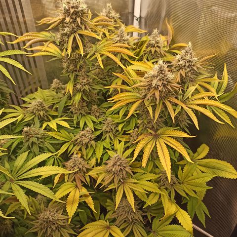 Royal Gorilla  growlog photo: Inizio 9ª settimana di fioritura 