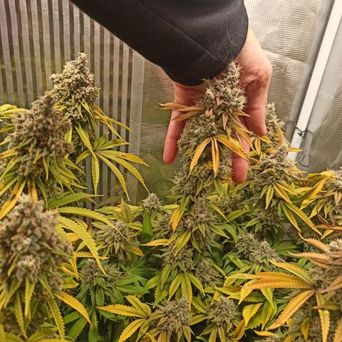 Royal Gorilla  growlog timeline photo