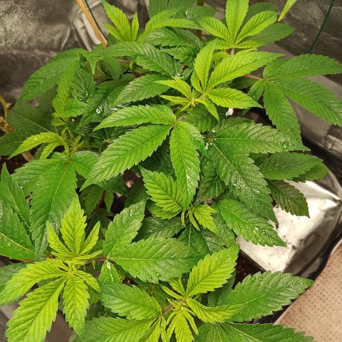 Chemdog growlog timeline photo