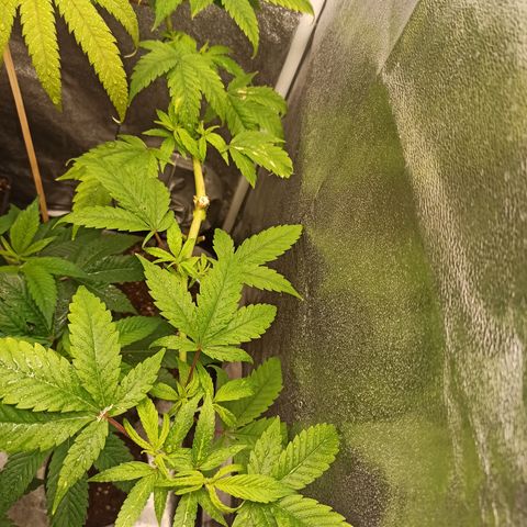 Durban growlog timeline photo