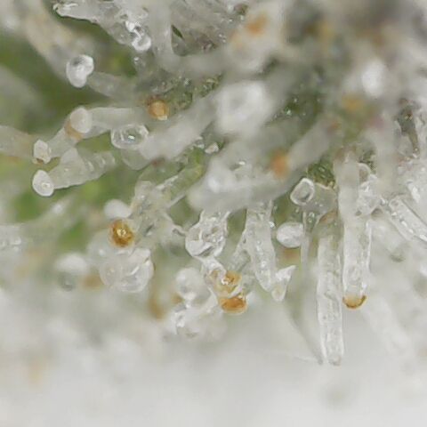 Royal Gorilla  growlog photo: Tricomi delle due ancora integre.