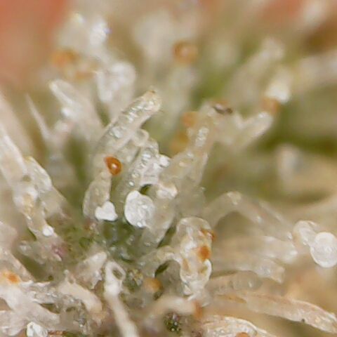 Royal Gorilla  growlog photo: Tricomi delle due ancora integre.