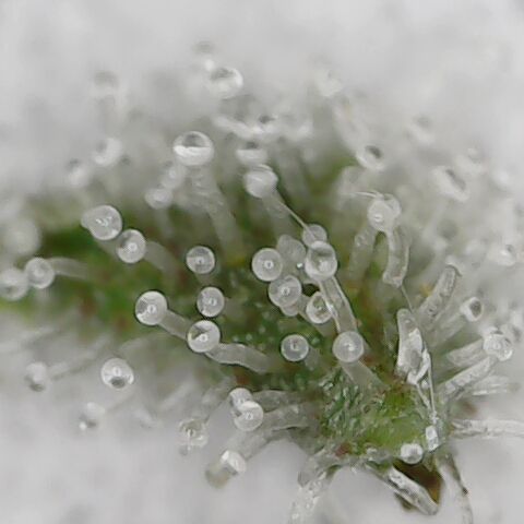 Royal Gorilla  growlog photo: Tricomi delle due ancora integre.