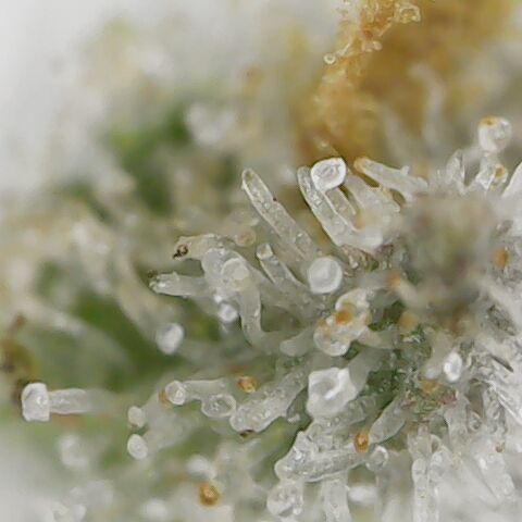 Royal Gorilla  growlog photo: Tricomi delle due ancora integre.