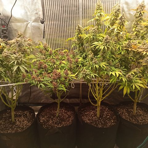 Royal Gorilla  growlog photo: Primo raccolto cime mature di due piante. Il rimanente continuerà fino a maturazione completa. 