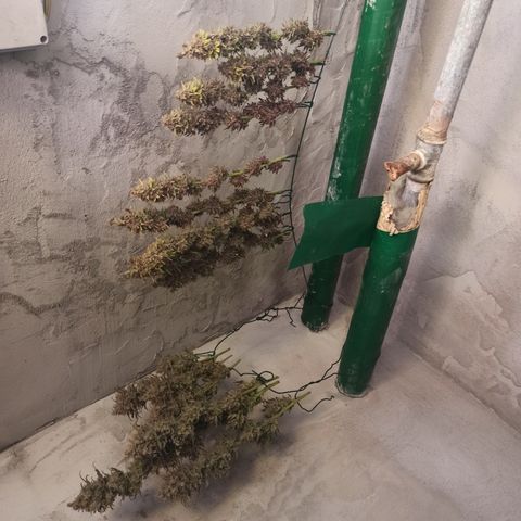 Royal Gorilla  growlog timeline photo