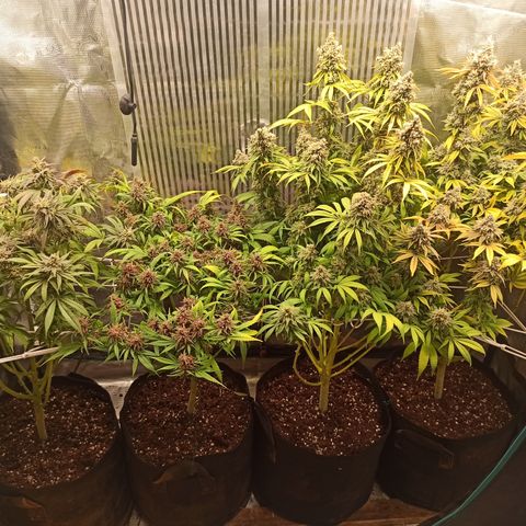 Royal Gorilla  growlog timeline photo