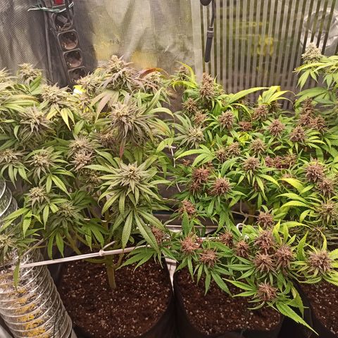 Royal Gorilla  growlog timeline photo