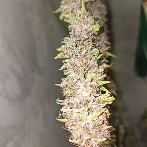 Royal Gorilla  growlog timeline photo