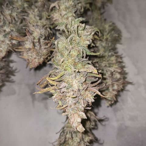 Royal Gorilla  growlog timeline photo