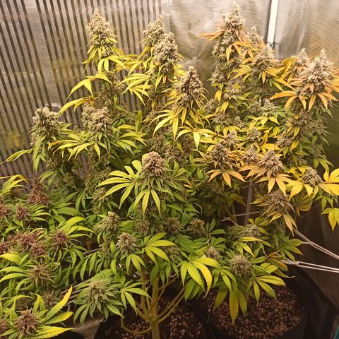 Royal Gorilla  growlog timeline photo