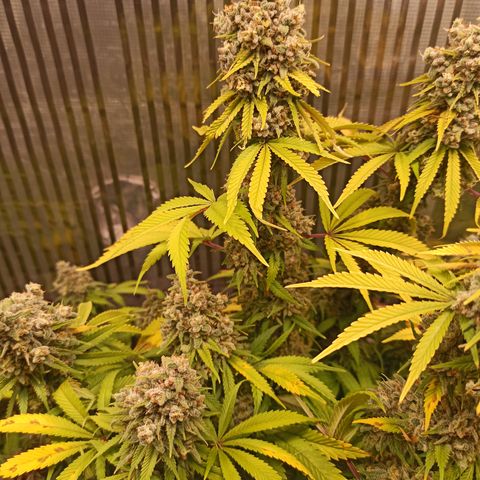 Royal Gorilla  growlog timeline photo