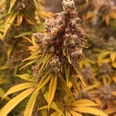 Royal Gorilla  growlog timeline photo