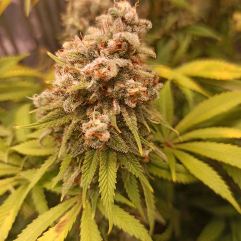 Royal Gorilla  growlog timeline photo