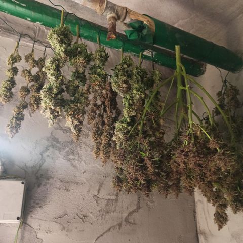 Royal Gorilla  growlog timeline photo