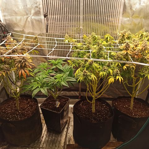 Chemdog growlog timeline photo