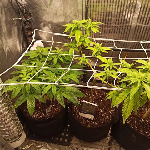 Durban growlog photo: durban a destra, chemdog a sinistra
