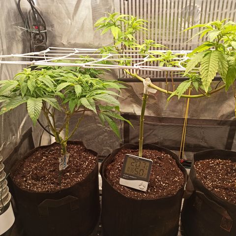 Durban growlog photo: durban a destra, chemdog a sinistra