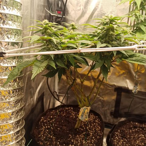 Chemdog growlog timeline photo