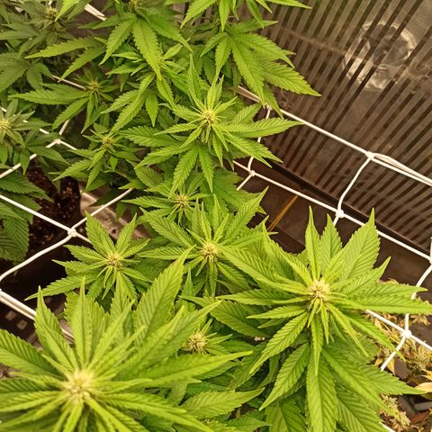 Durban growlog timeline photo
