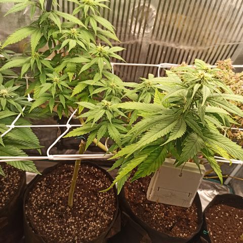 Durban growlog timeline photo