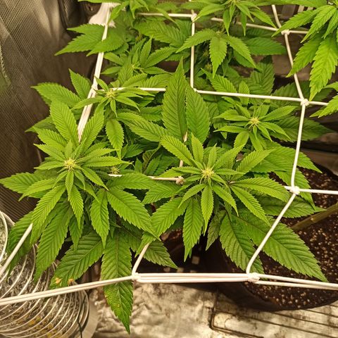 Chemdog growlog timeline photo