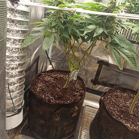 Chemdog growlog timeline photo
