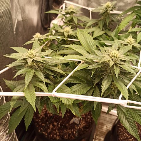 Chemdog growlog timeline photo