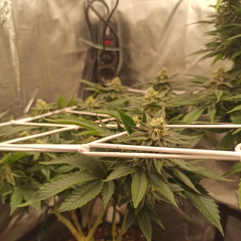 Chemdog growlog timeline photo