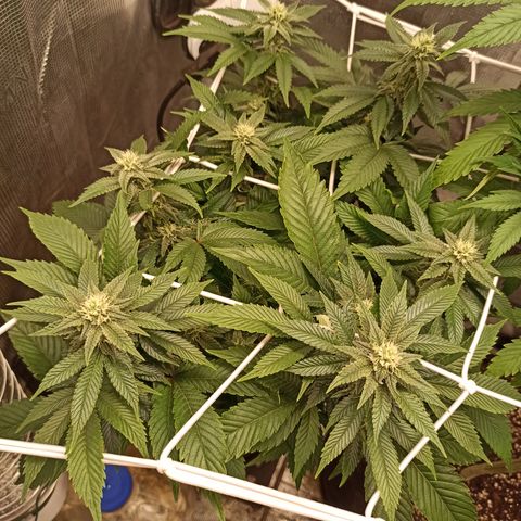 Chemdog growlog timeline photo