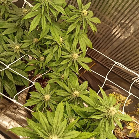 Durban growlog timeline photo