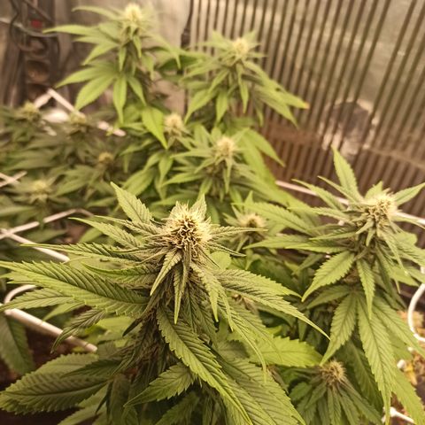 Durban growlog timeline photo