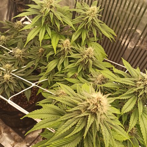 Durban growlog timeline photo