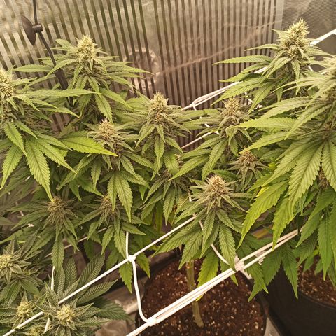 Durban growlog timeline photo