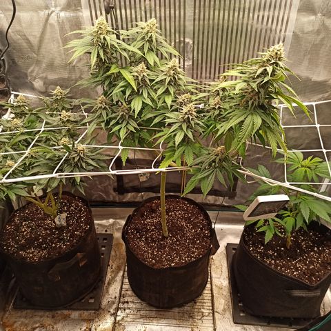 Durban growlog timeline photo