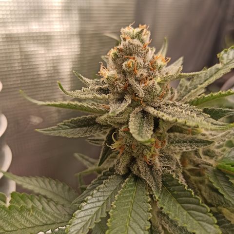 Chemdog growlog timeline photo