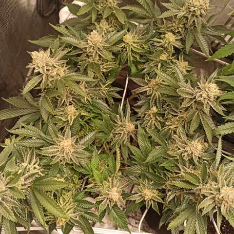 Chemdog growlog timeline photo