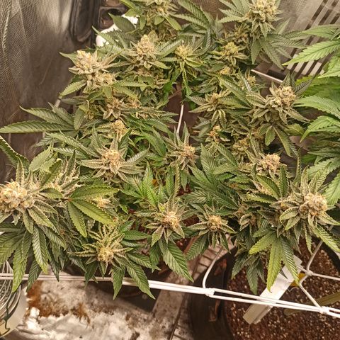 Chemdog growlog timeline photo