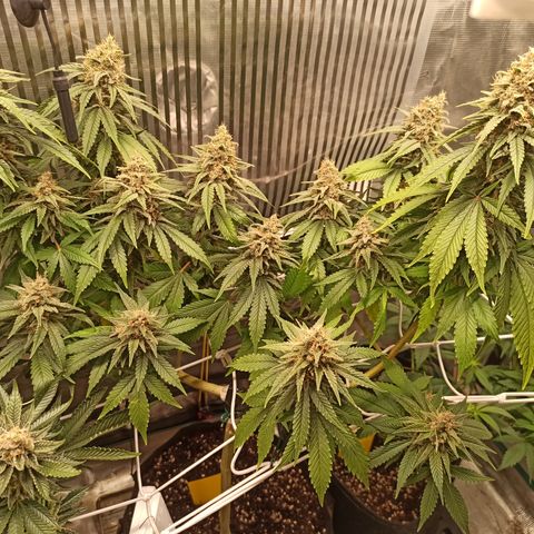 Durban growlog timeline photo