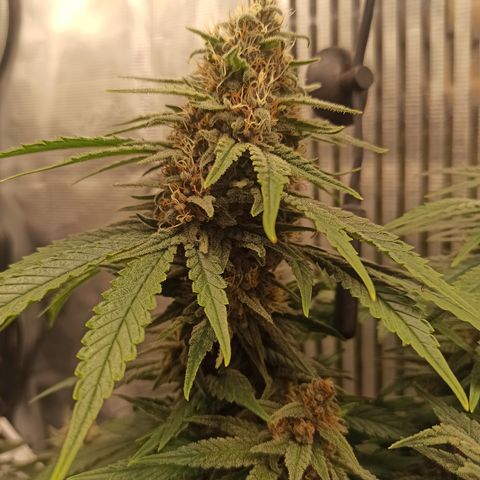 Durban growlog timeline photo