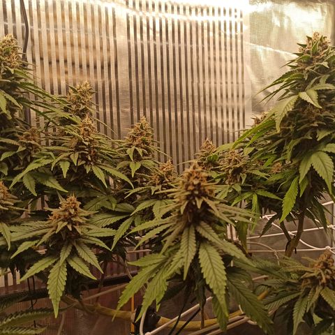 Durban growlog timeline photo
