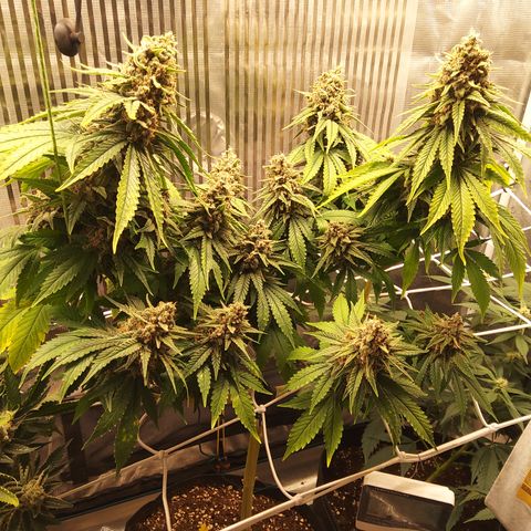 Durban growlog timeline photo