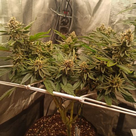 Chemdog growlog timeline photo
