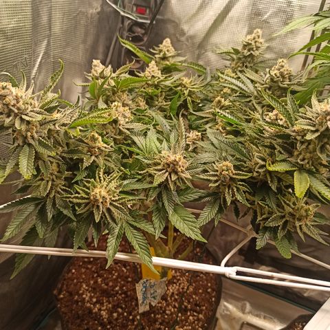 Chemdog growlog timeline photo