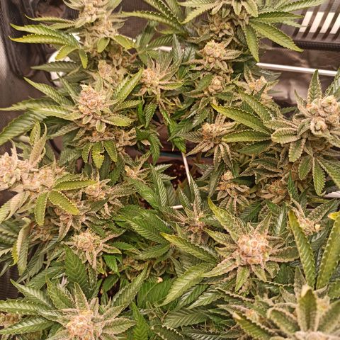 Chemdog growlog timeline photo