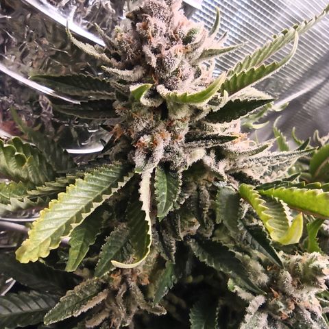 Chemdog growlog timeline photo